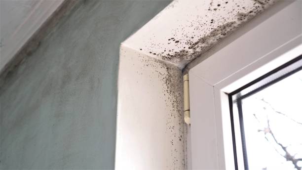 Best Bathroom Mold Remediation in Red Bay, AL