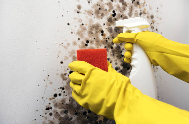 Best White Mold Remediation in Red Bay, AL