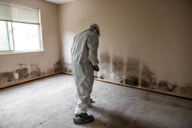 Reliable Red Bay, AL Mold Remediation Solutions