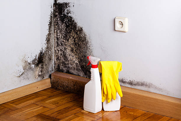 Best HVAC Mold Remediation in Red Bay, AL